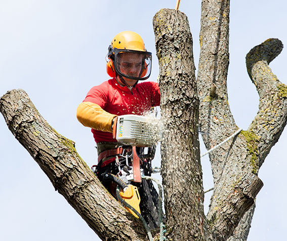 Élagueur grimpeur en train d'abattre un arbre