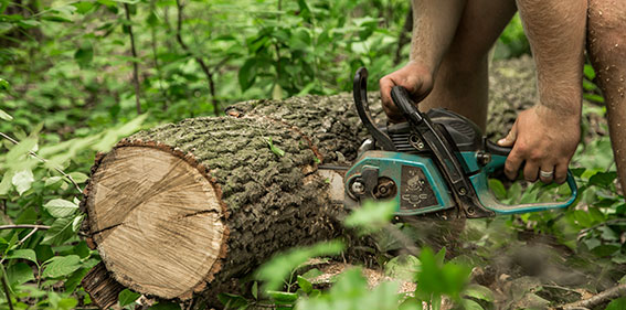 Elagueur en train de découper une souche de bois