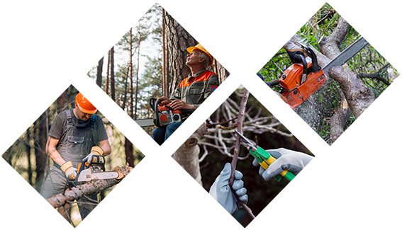 Différentes photos d'élagueur en train d'élaguer arbres et arbustes