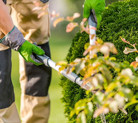 Élagueur en train de tailler une haie de jardin, entretien d'espace vert